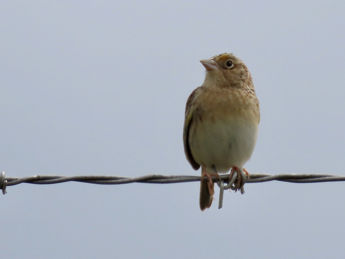 Grasshopper Sparrow - ML619202631