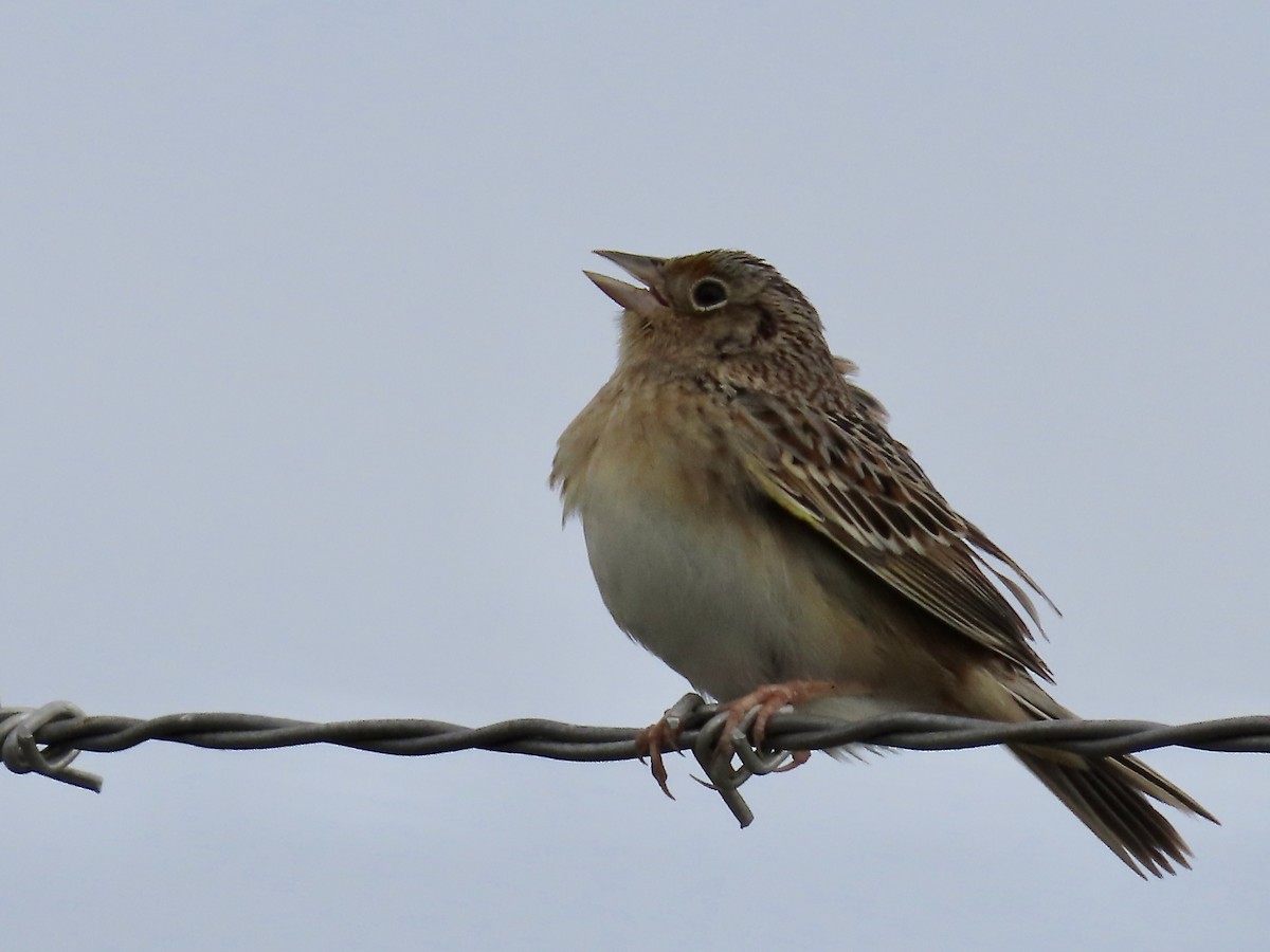 Grasshopper Sparrow - ML619202632