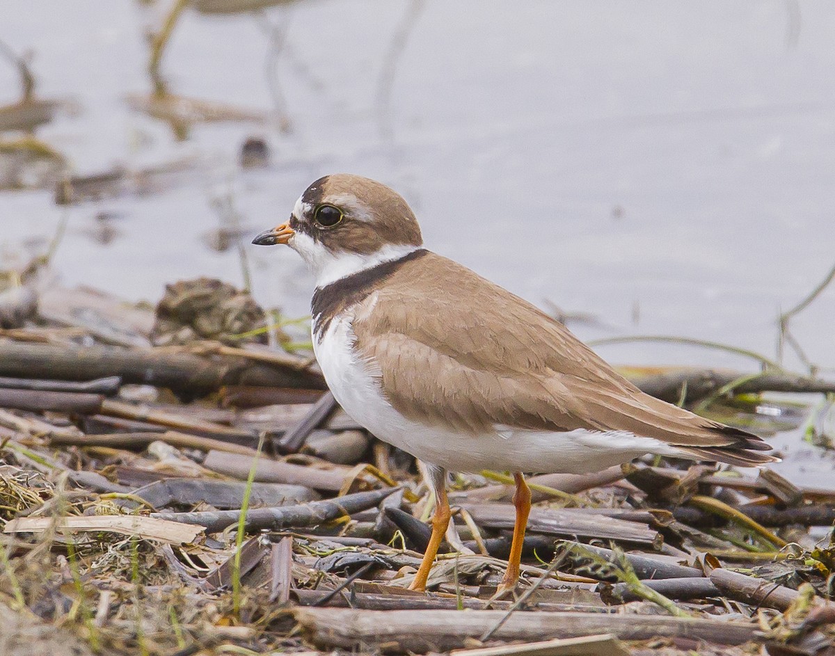 Semipalmated Plover - ML619202702