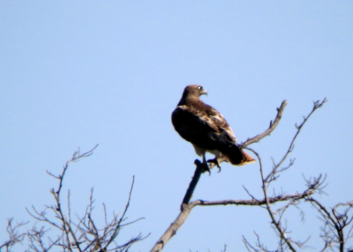 Red-tailed Hawk - ML619202730