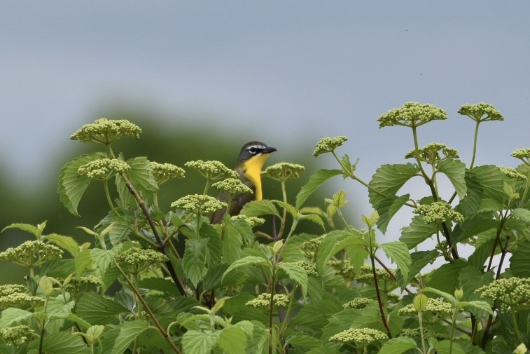 Yellow-breasted Chat - ML619202731