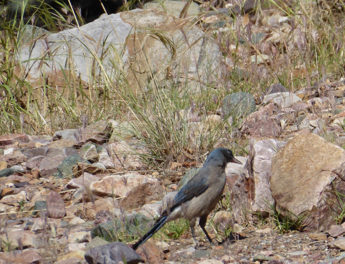 Mexican Jay - ML619202742