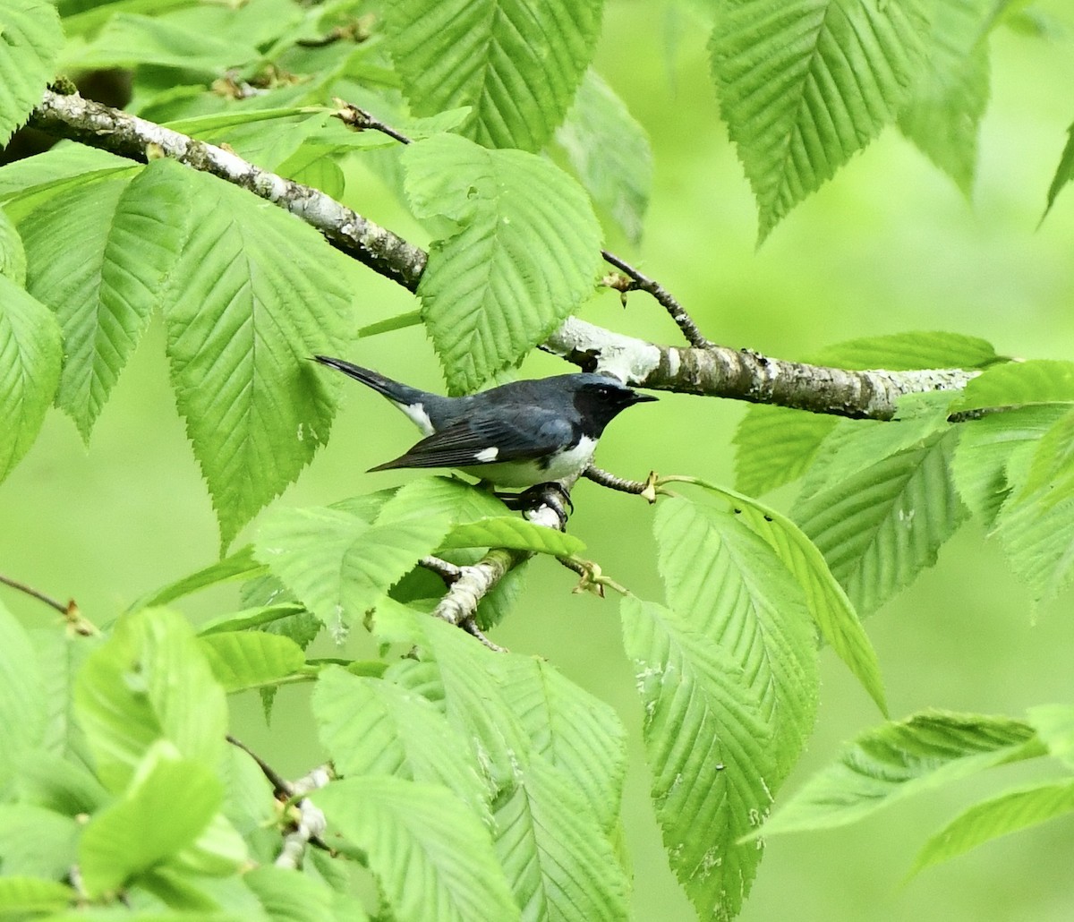 Black-throated Blue Warbler - ML619202743