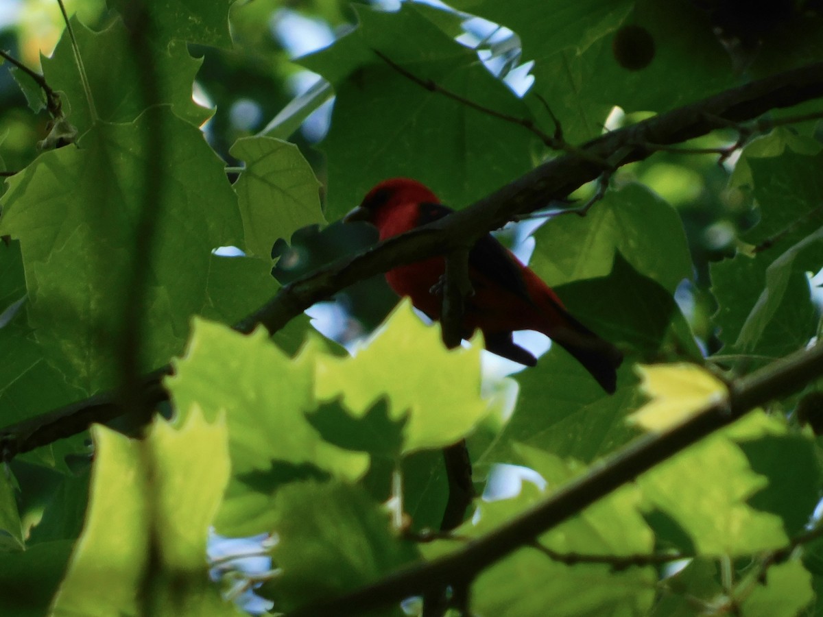 Scarlet Tanager - ML619202782