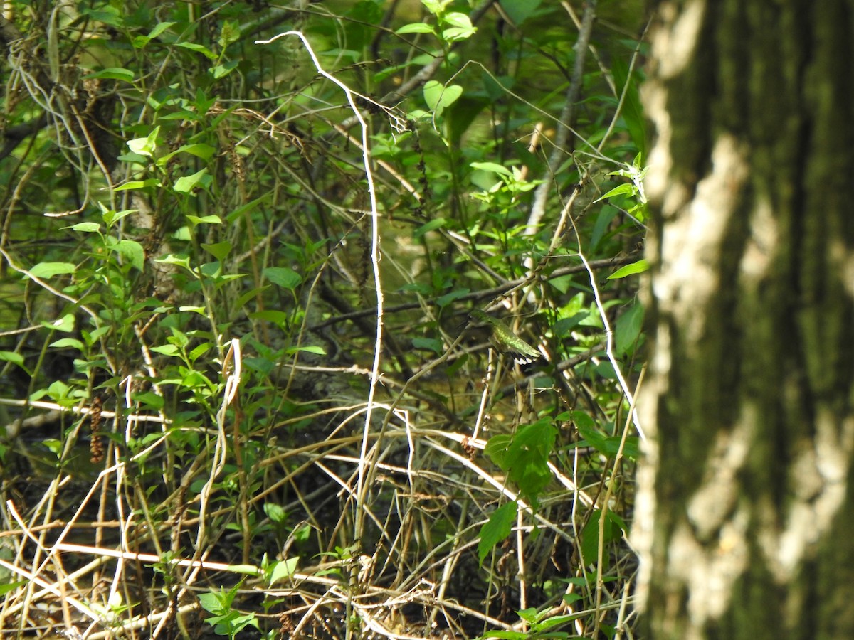 Yakut Boğazlı Kolibri - ML619202784