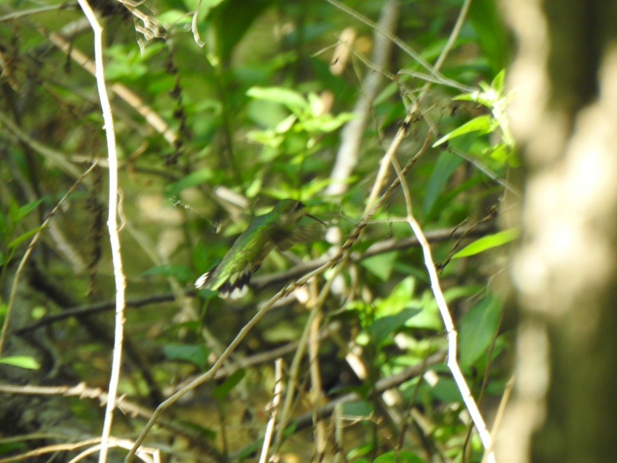 Ruby-throated Hummingbird - ML619202785