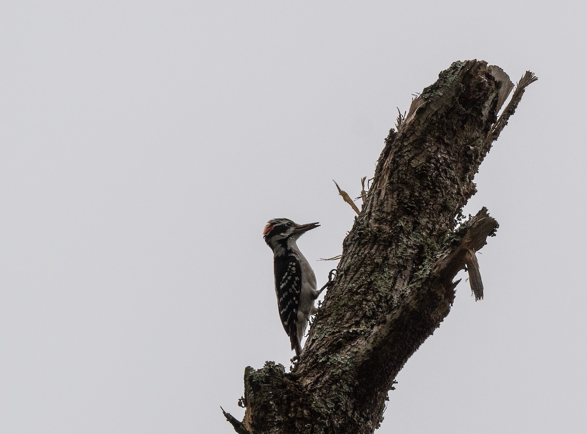 Hairy Woodpecker - ML619202788