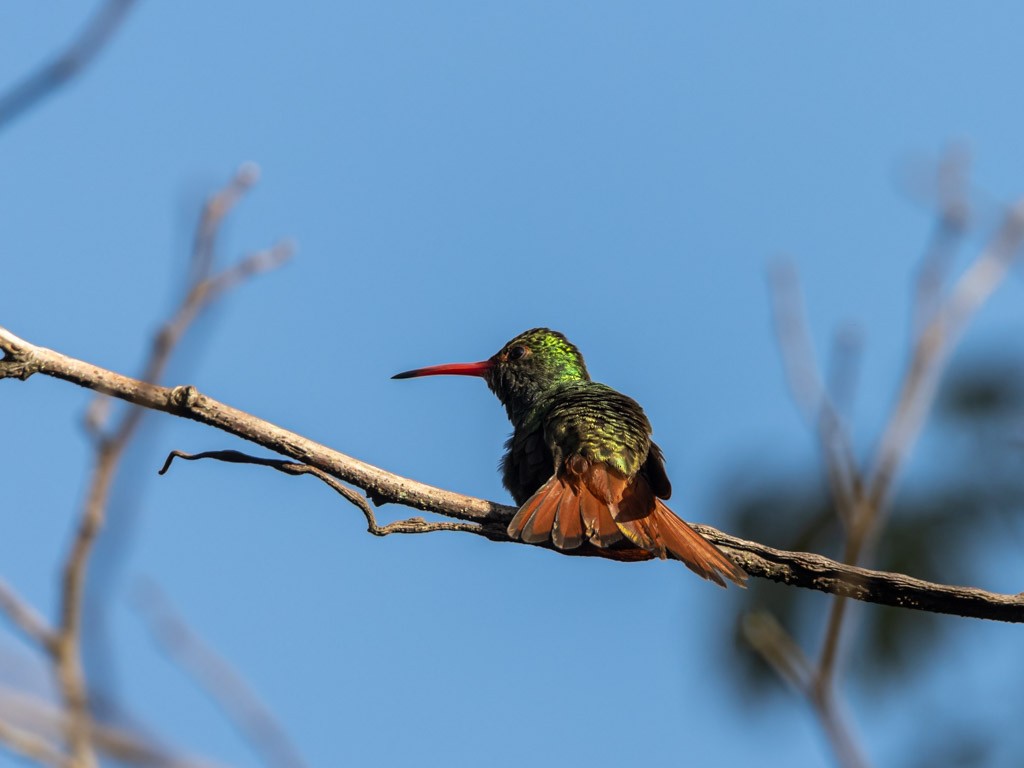 Rufous-tailed Hummingbird - ML619202803