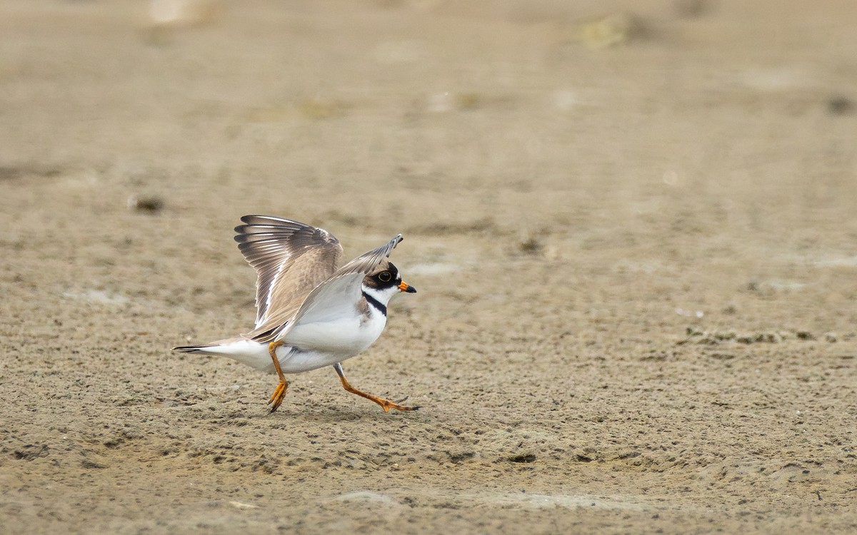Semipalmated Plover - ML619202843