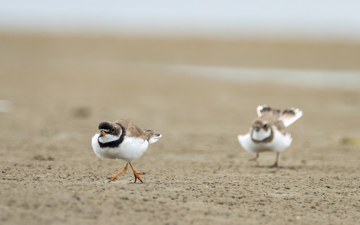 Semipalmated Plover - ML619202844