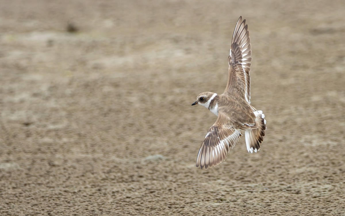 Semipalmated Plover - ML619202845