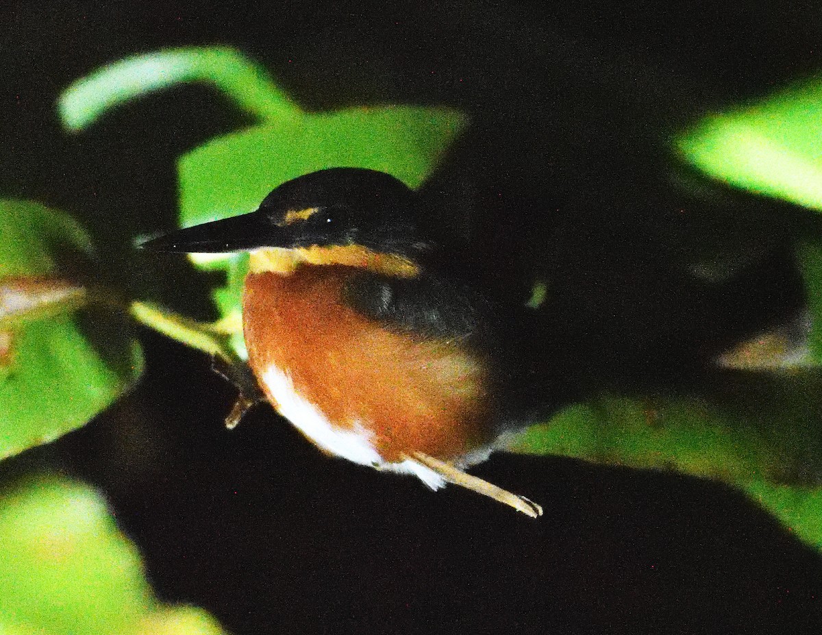 American Pygmy Kingfisher - ML619202883