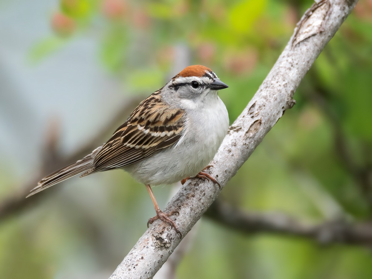 Chipping Sparrow - ML619202885