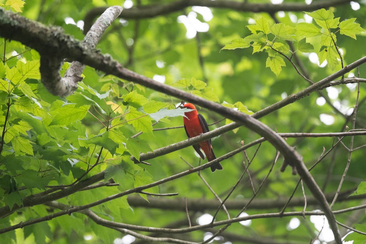 Scarlet Tanager - ML619202886