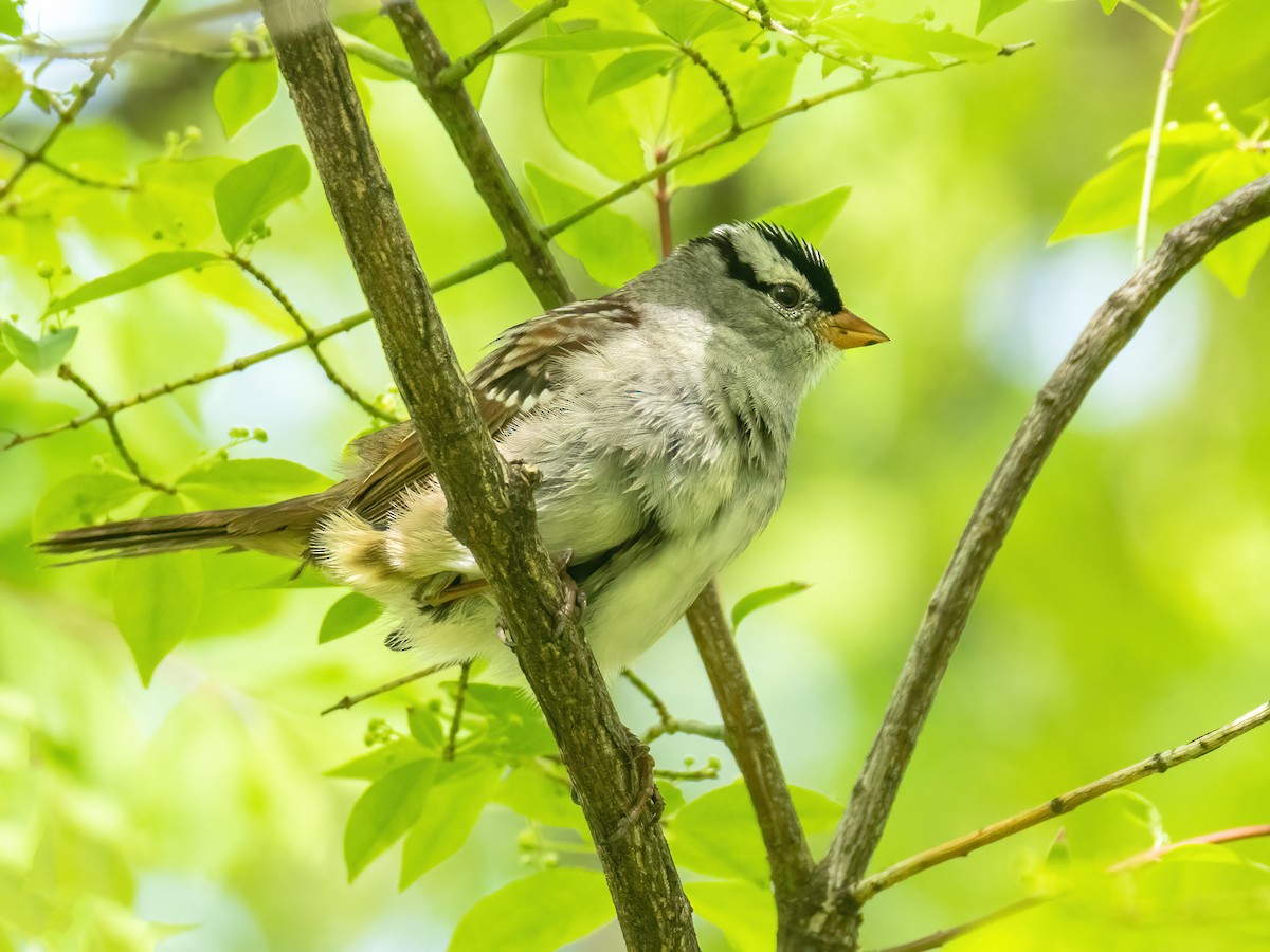 White-crowned Sparrow - ML619202895