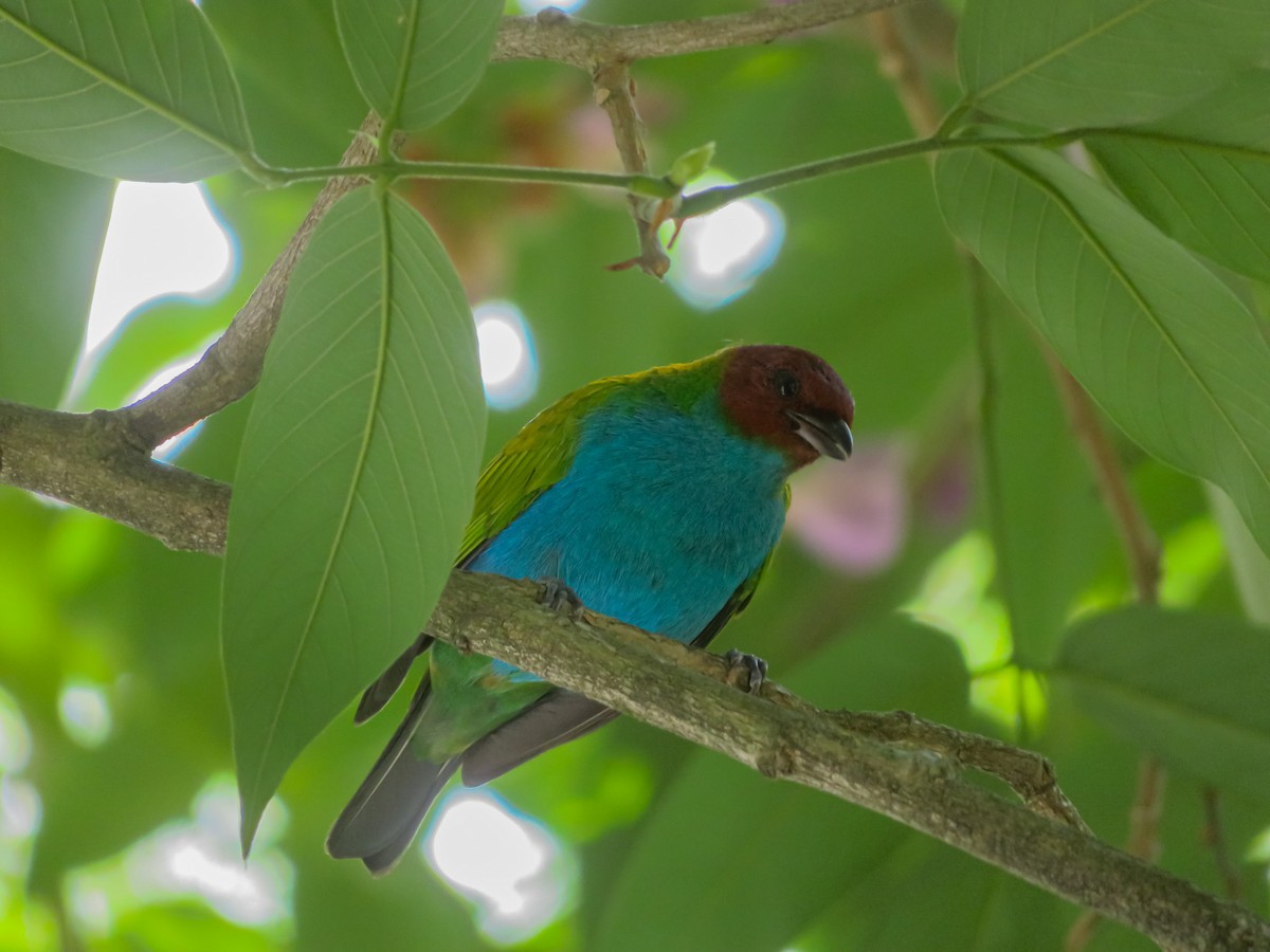 Bay-headed Tanager - ML619202936