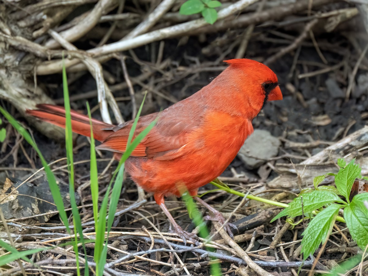 Cardinal rouge - ML619202964