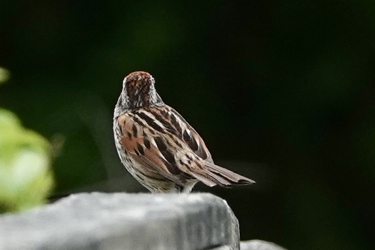 Swamp Sparrow - ML619202985