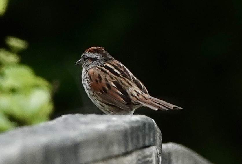 Swamp Sparrow - ML619202986