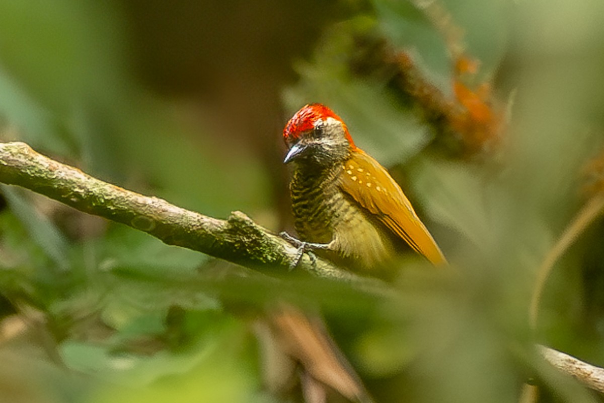 Yellow-vented Woodpecker - ML619203018