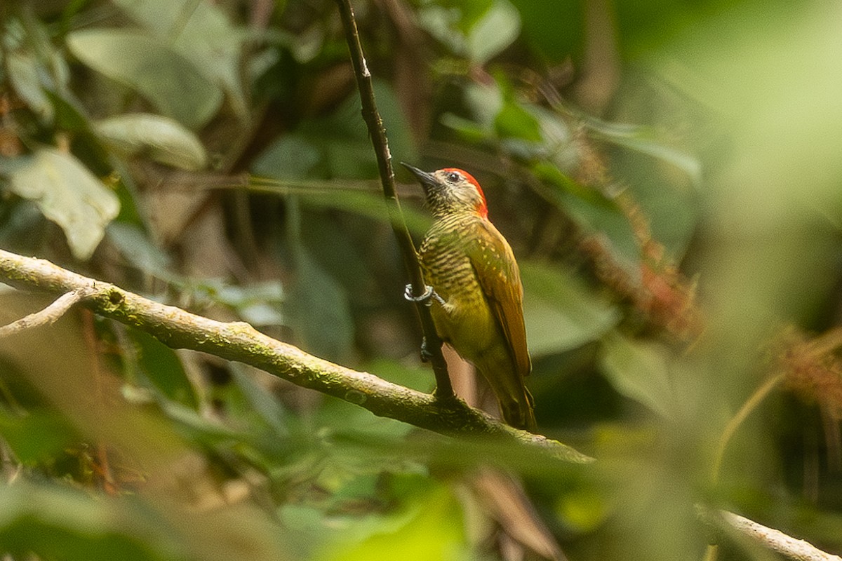 Yellow-vented Woodpecker - ML619203019