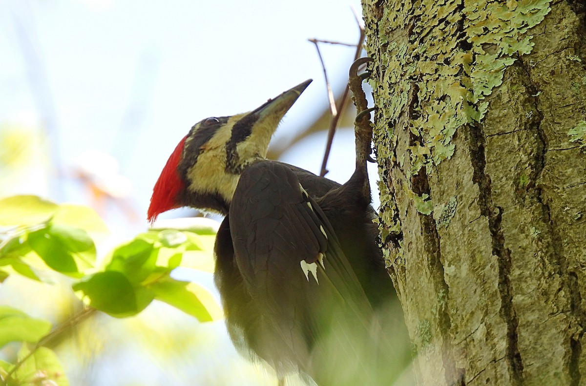 Pileated Woodpecker - ML619203020