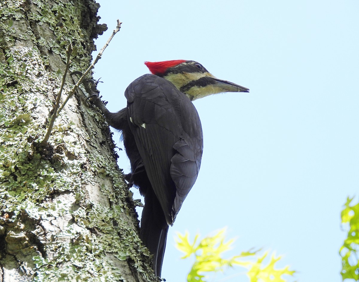 Pileated Woodpecker - ML619203023