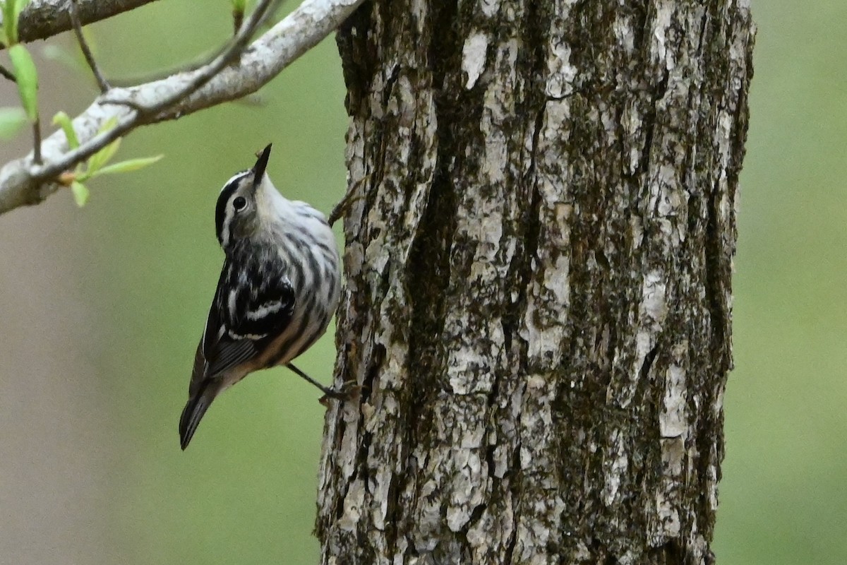 Black-and-white Warbler - ML619203103