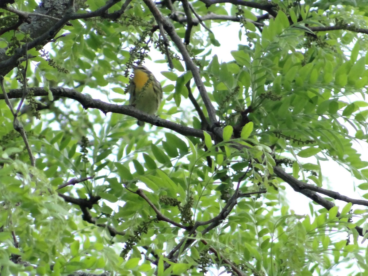 Yellow-throated Warbler - ML619203108