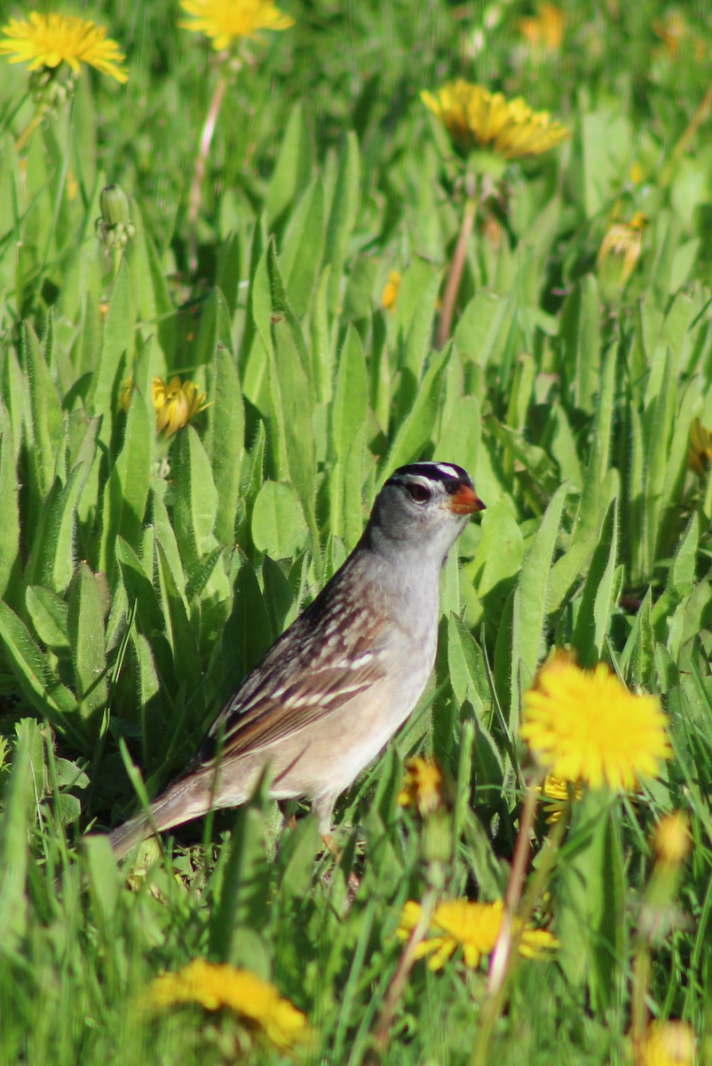 White-crowned Sparrow - ML619203127