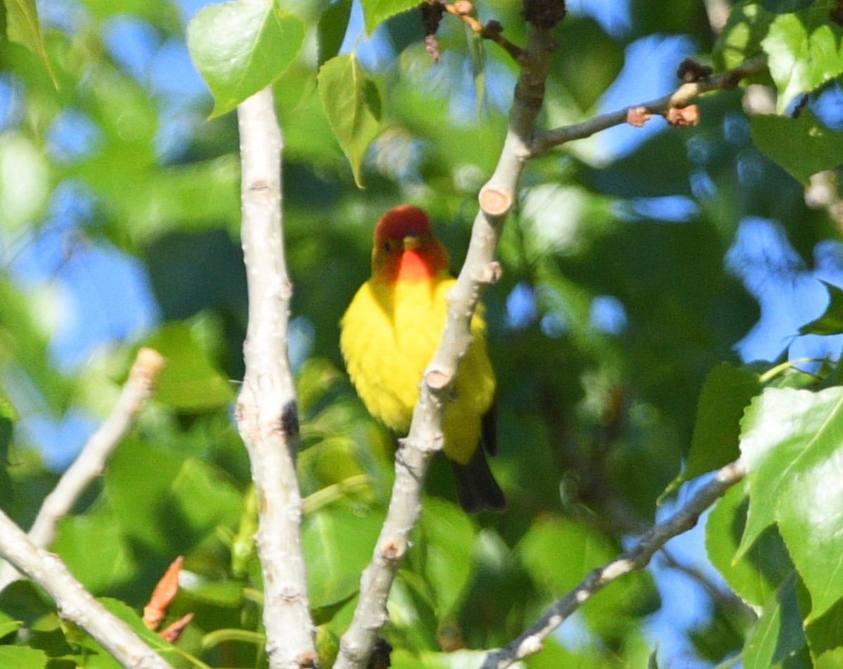 Western Tanager - ML619203134