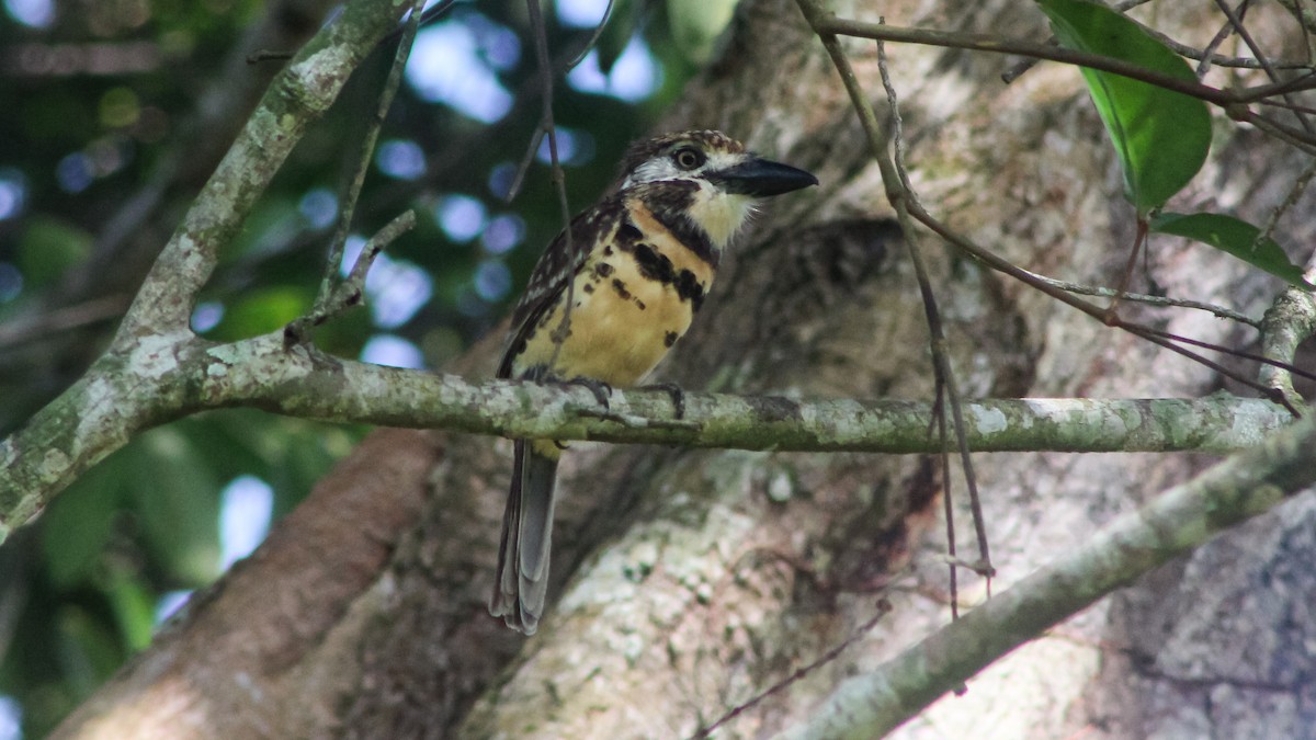 Two-banded Puffbird - ML619203181