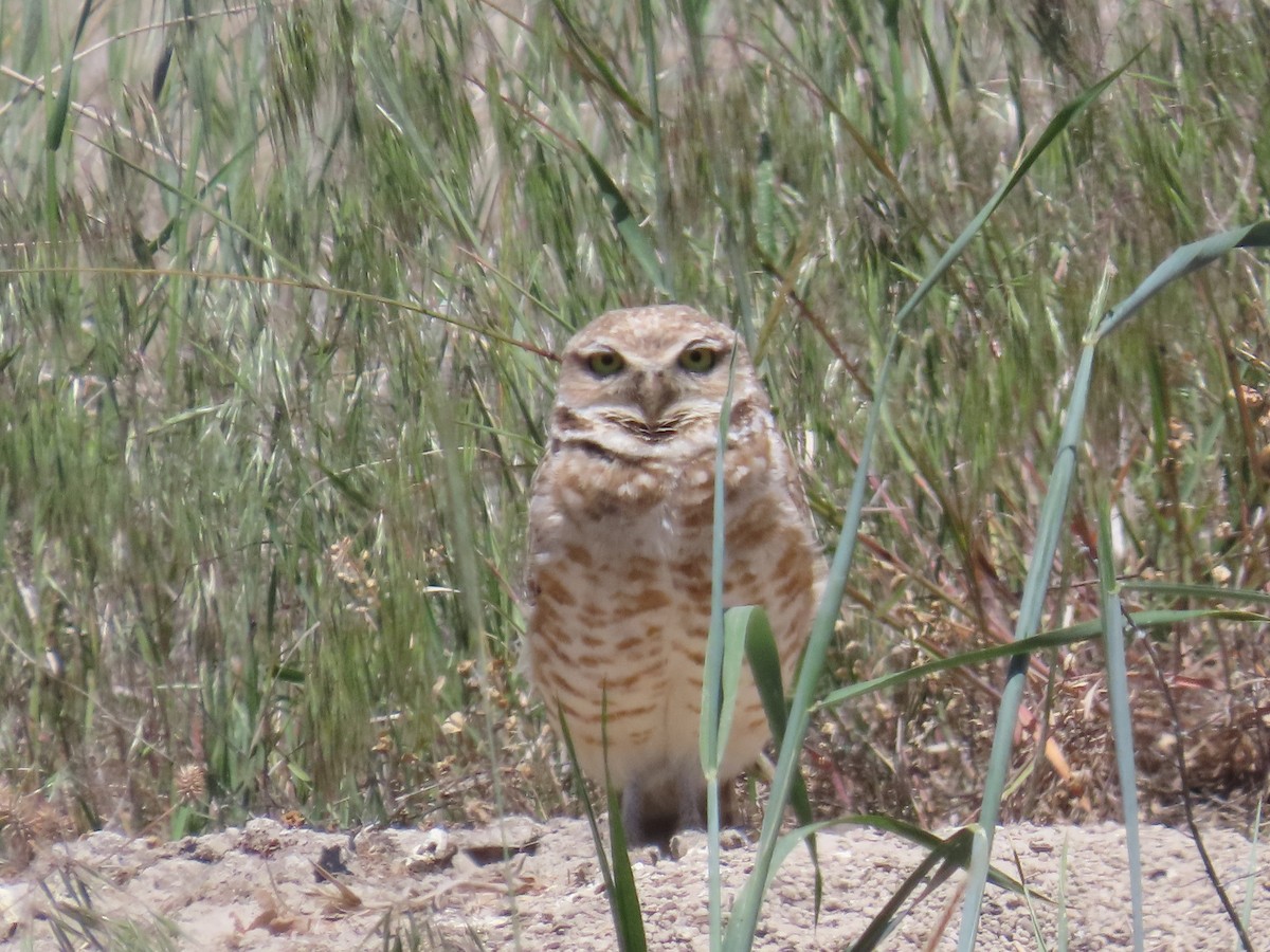 Burrowing Owl (Western) - ML619203182