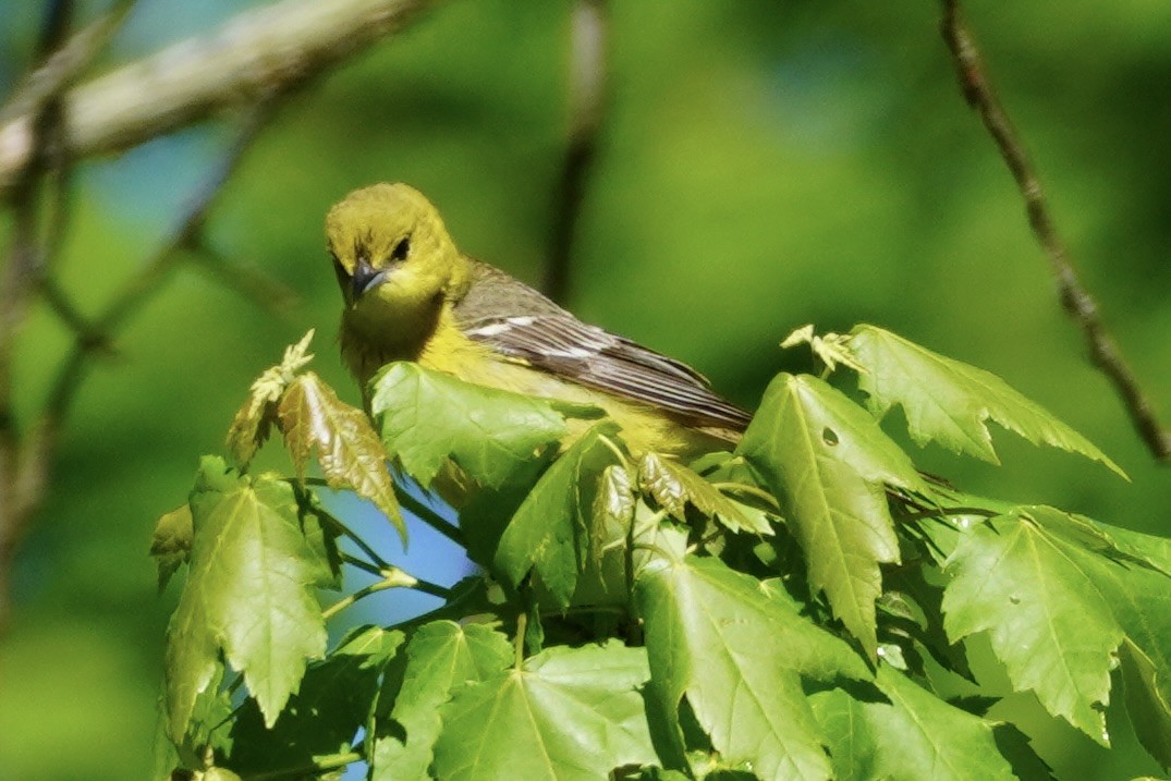 Orchard Oriole - ML619203251
