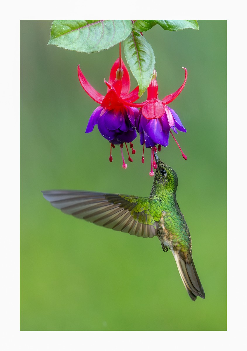 kolibřík žlutoocasý - ML619203300