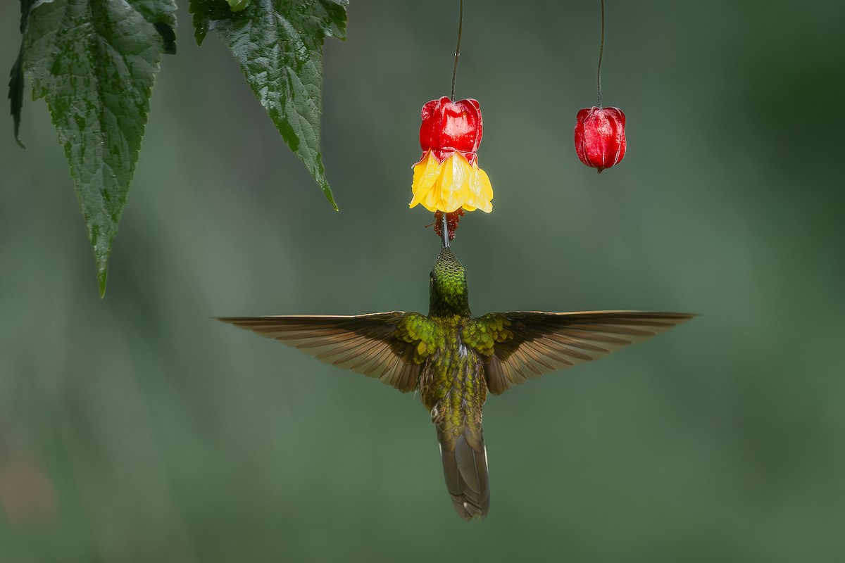 kolibřík žlutoocasý - ML619203301