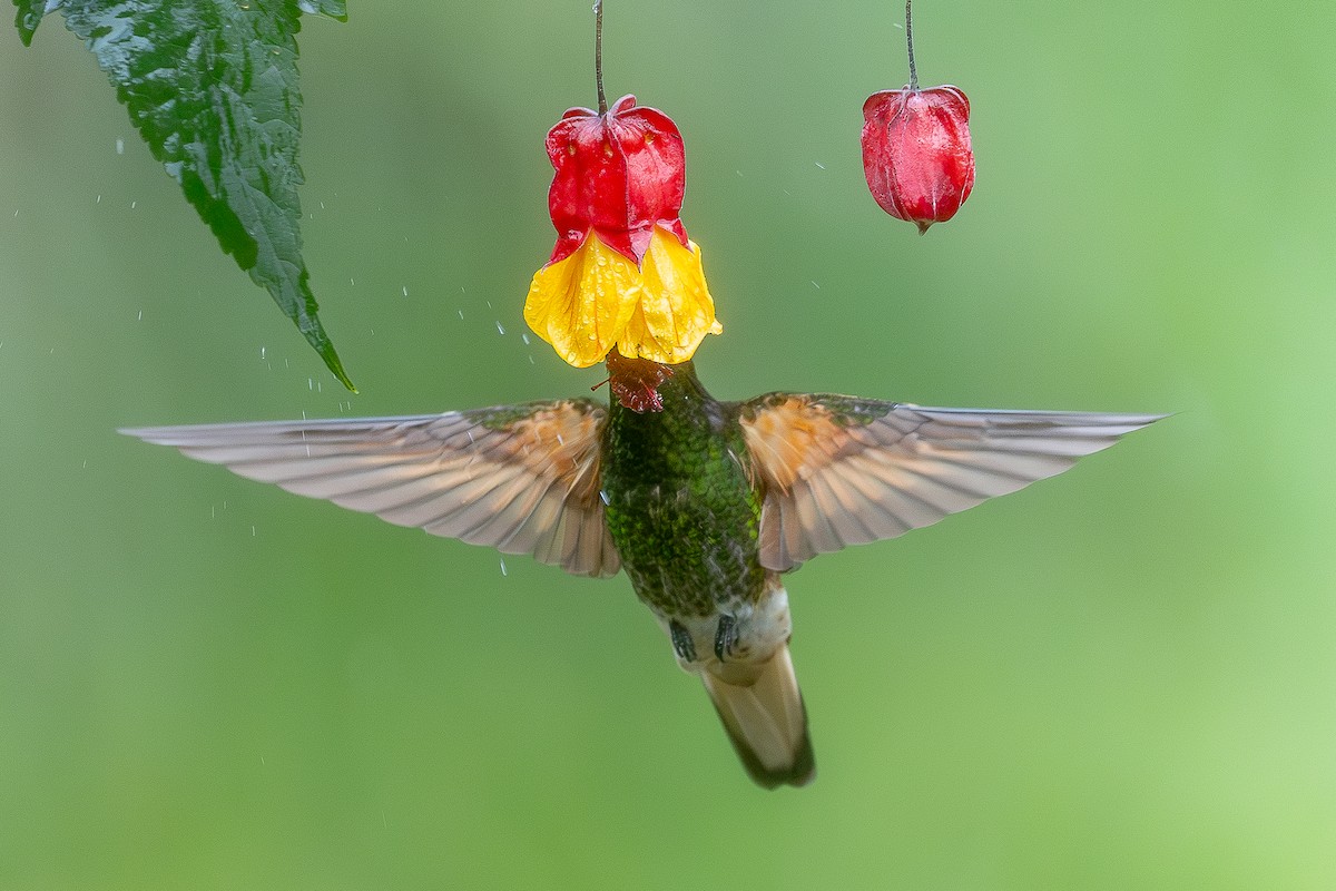 kolibřík žlutoocasý - ML619203302