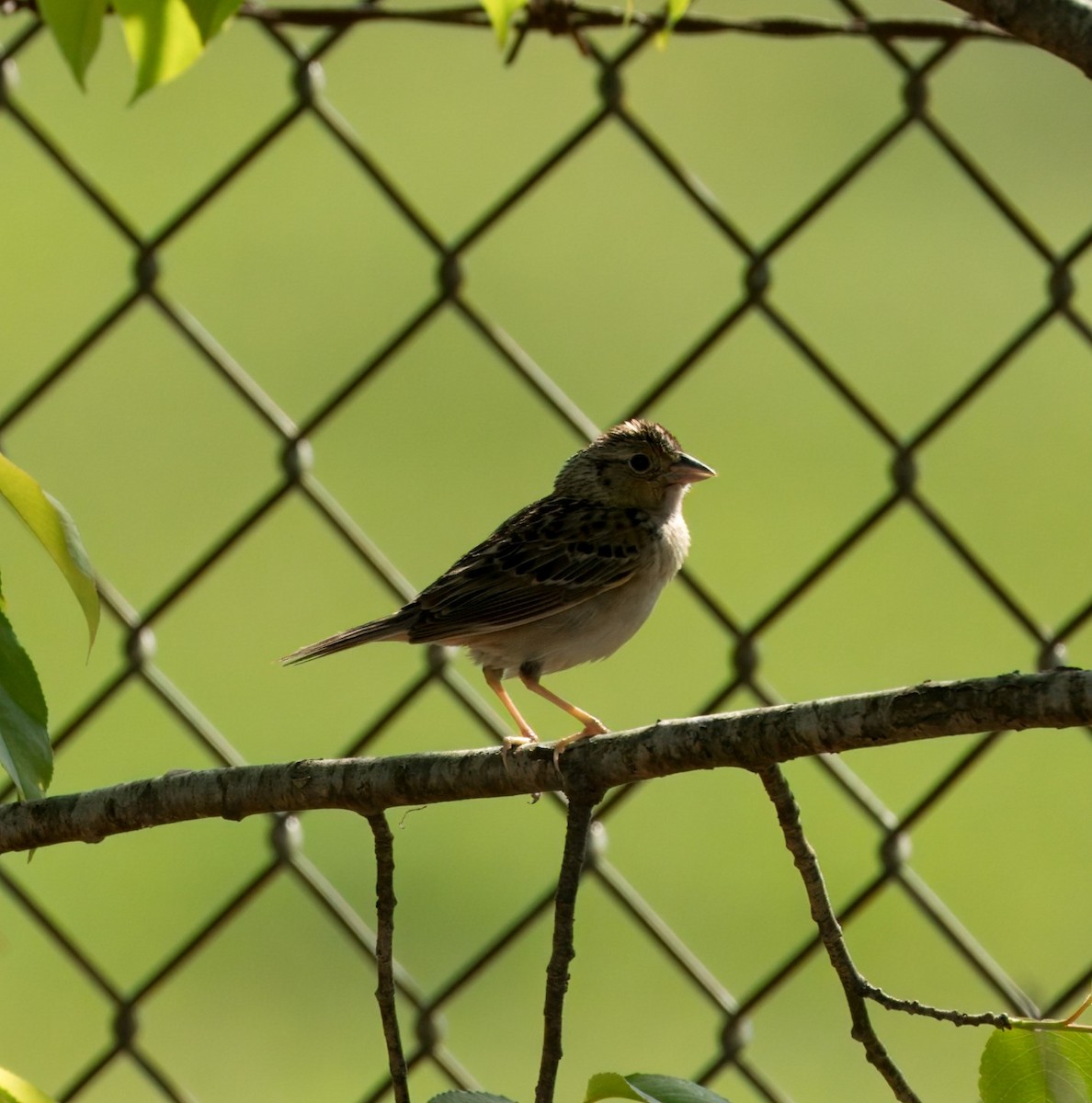 Grasshopper Sparrow - ML619203318