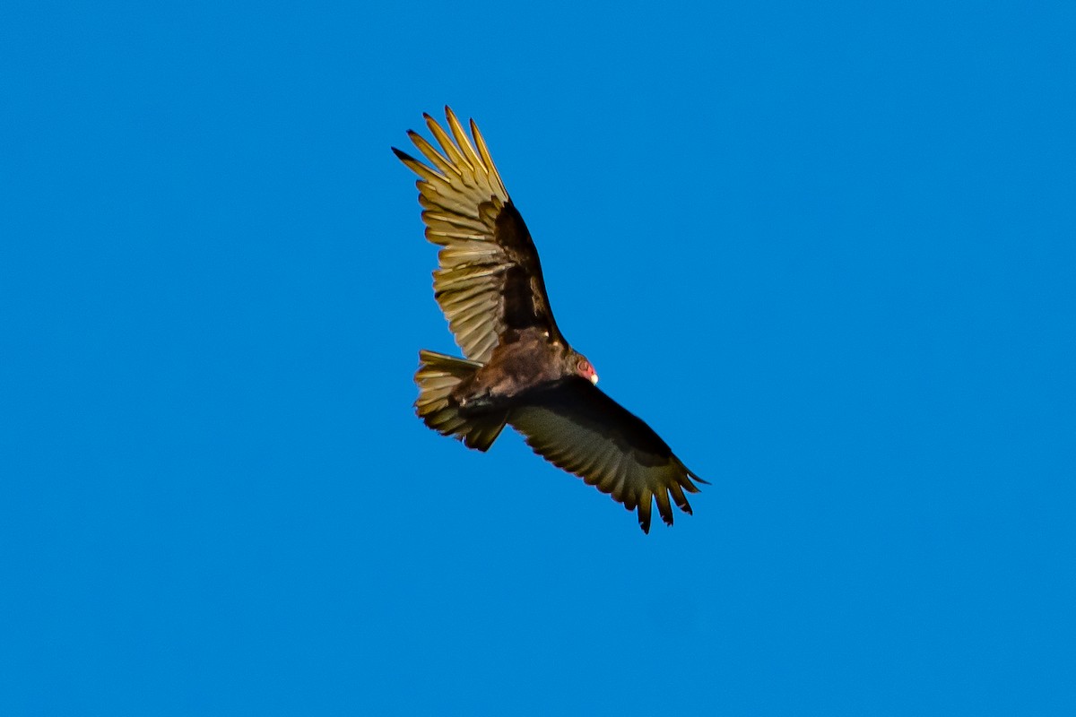 Turkey Vulture - ML619203328