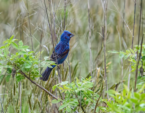 Blue Grosbeak - Bert Filemyr