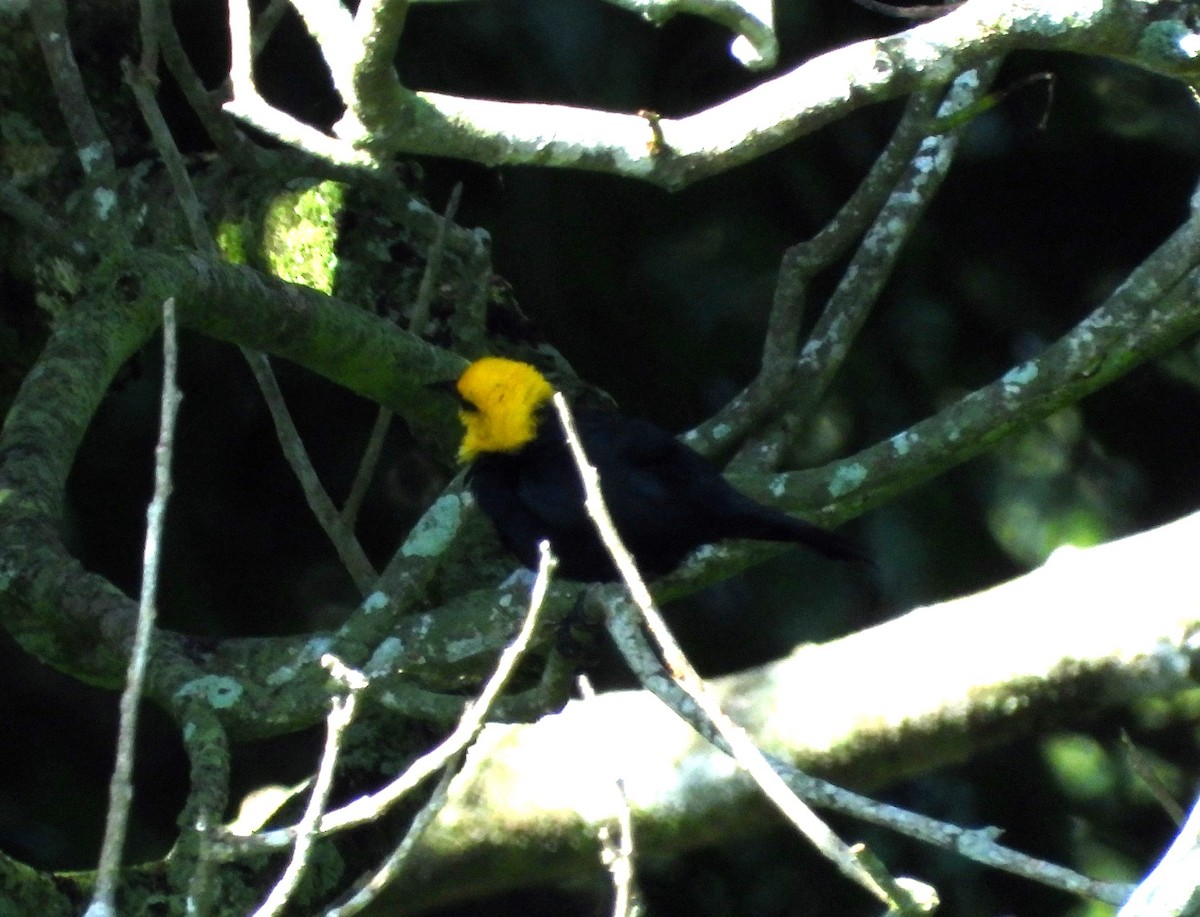 Yellow-hooded Blackbird - ML619203429