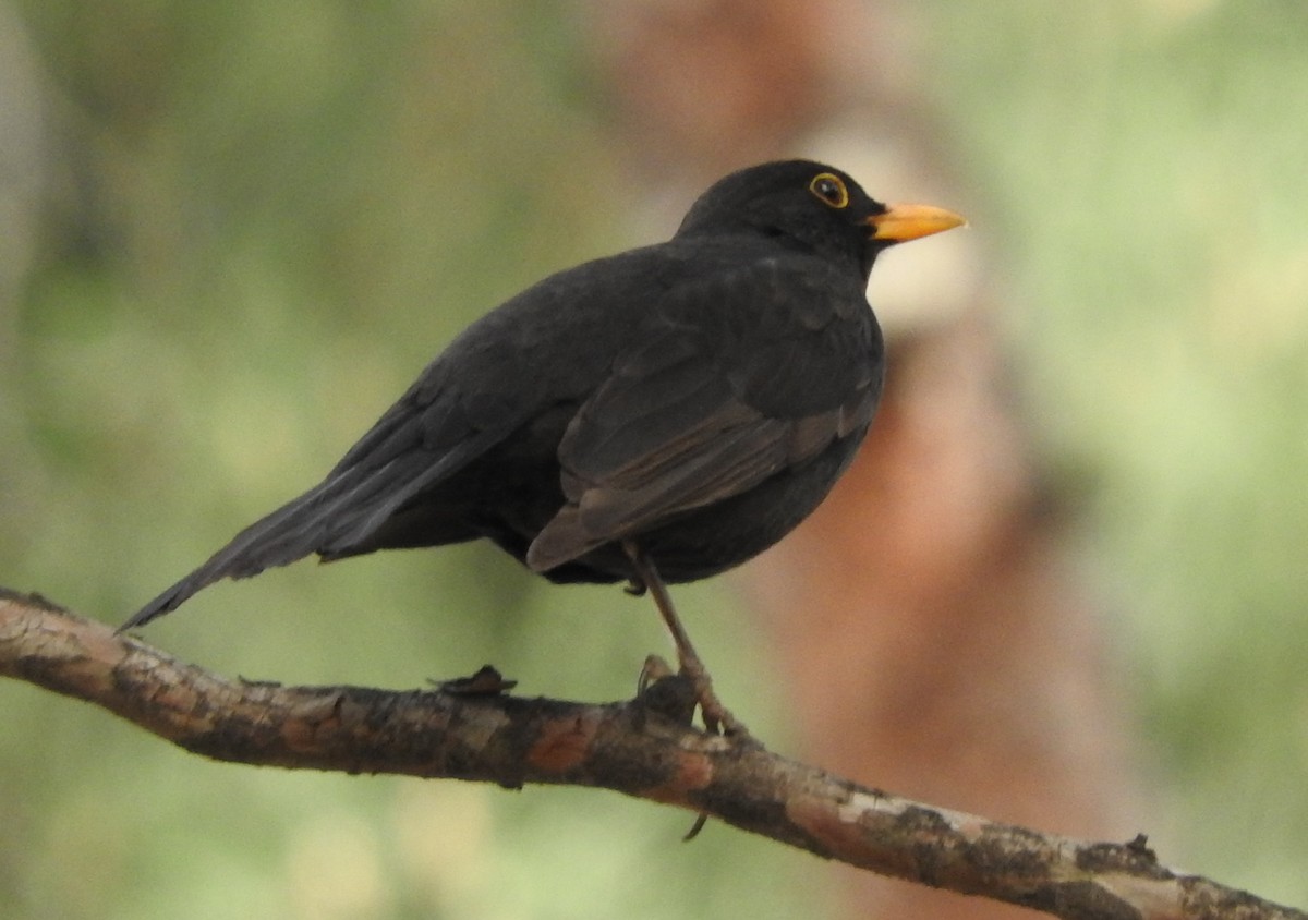 Eurasian Blackbird - ML619203492