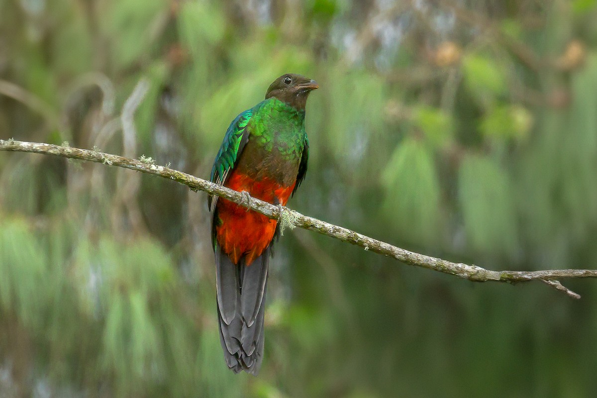 Quetzal Cabecidorado - ML619203501