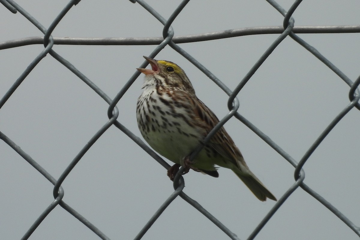 Savannah Sparrow - ML619203557