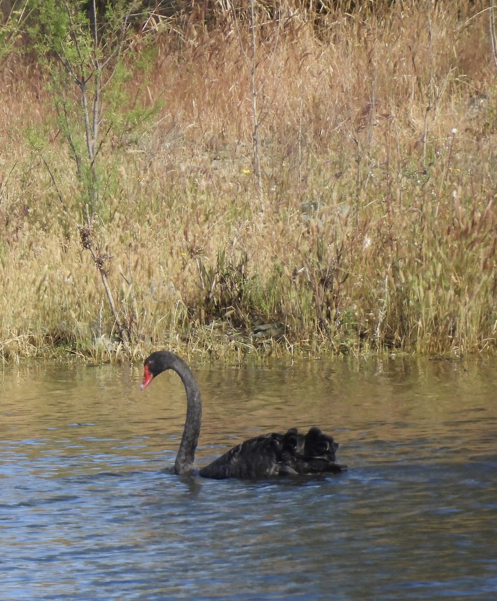 Black Swan - ML619203562
