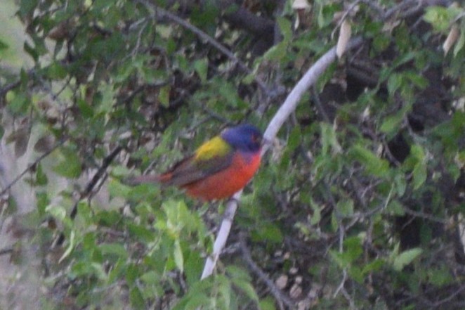 Painted Bunting - ML619203565