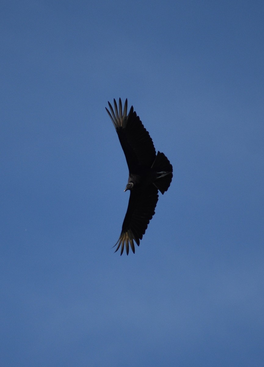 Black Vulture - ML619203568