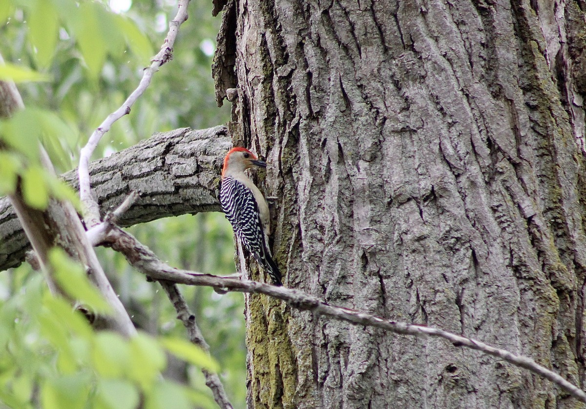 Red-bellied Woodpecker - ML619203576