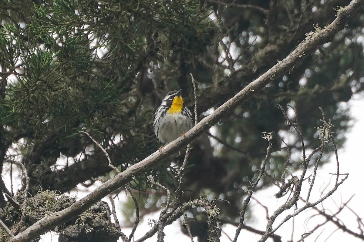 Yellow-throated Warbler - ML619203578