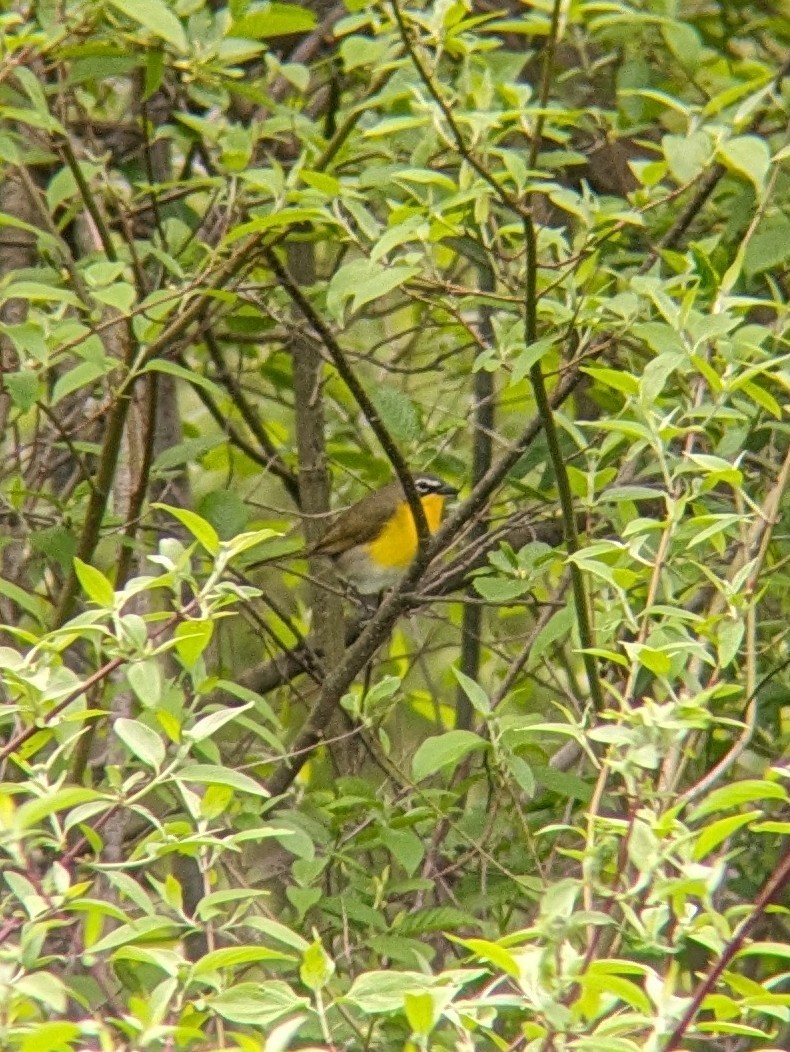 Yellow-breasted Chat - ML619203614